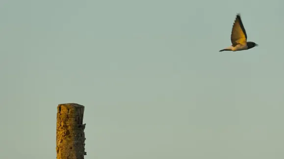 Loot Kasyno Wsparcie